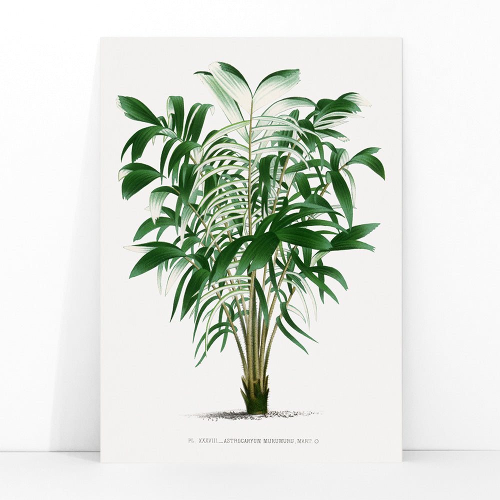 Botanical illustration poster of a palm plant and palm tree from Les Palmiers Histoire Iconographique by Oswald de Kerchove de Denterghem, framed and displayed in modern living room decor