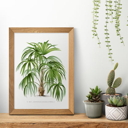 Botanical illustration poster of a palm plant from Les Palmiers Histoire Iconographique by Oswald de Kerchove de Denterghem, framed and displayed in home decor
