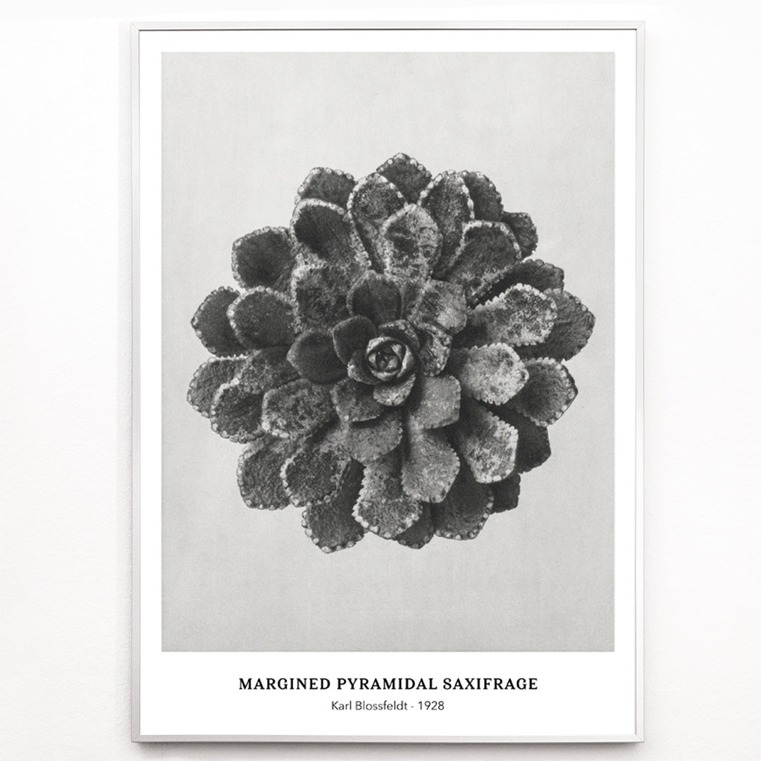 Closeup detail of Margined Pyramidal Saxifrage leaf botanical photograph by Karl Blossfeldt from Urformen der Kunst detailed close up poster