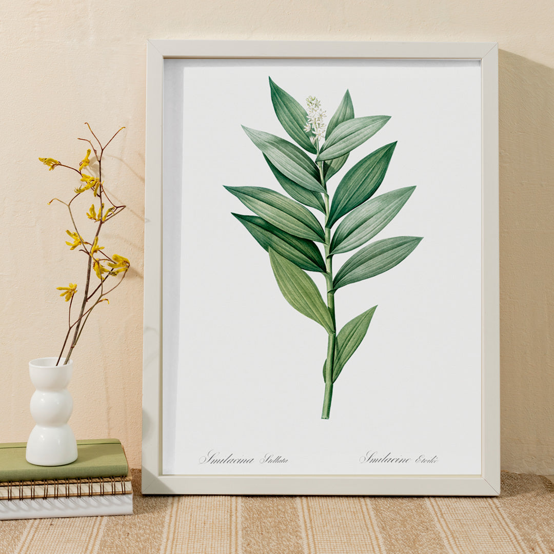 Smilacina stellata botanical illustration by Pierre-Joseph Redoute from Les liliacees featuring green leaves and white flowers, framed and displayed in home decor