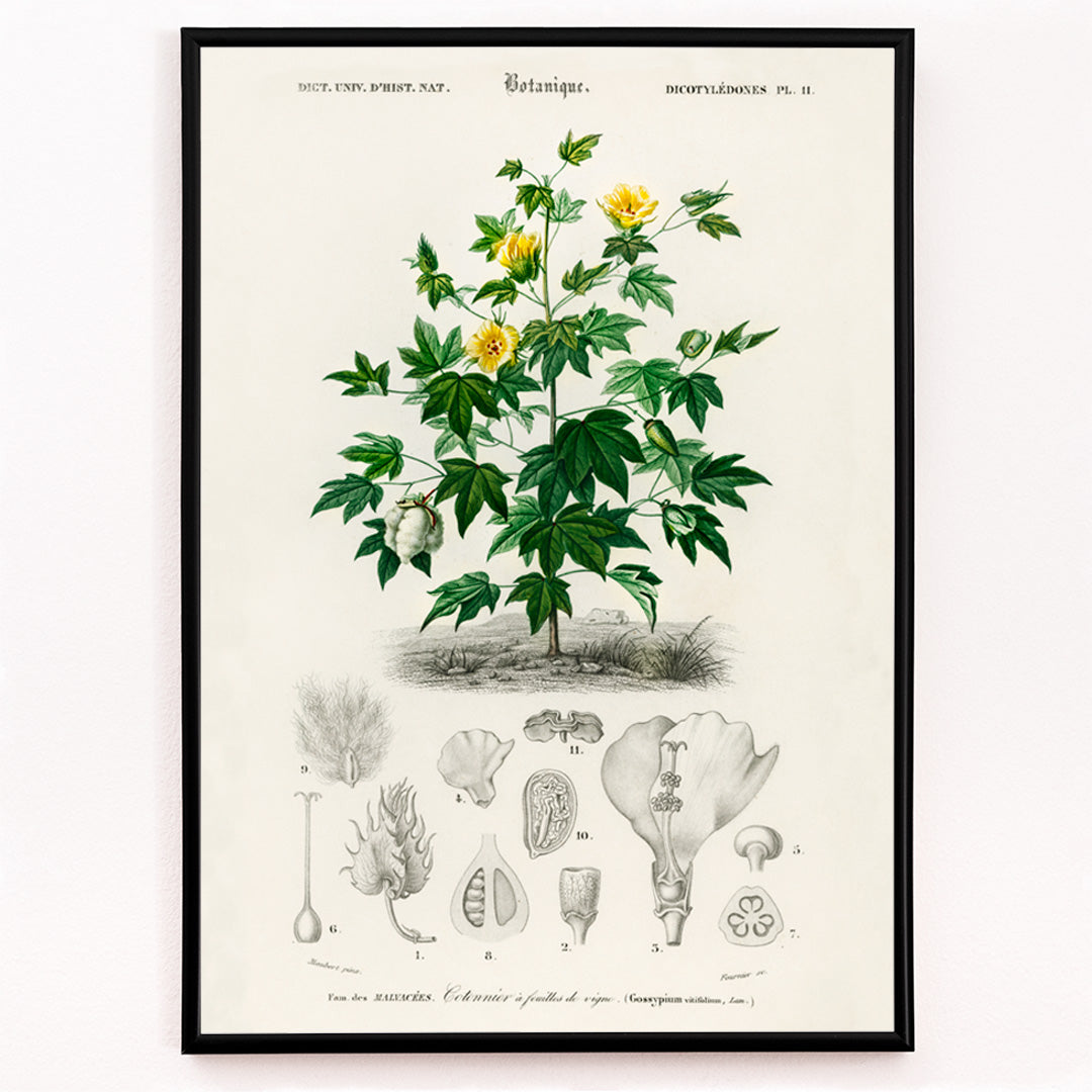 Closeup detail of Sea Island cotton botanical illustration by Charles Dessalines D Orbigny with plant details and sketches poster