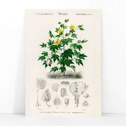 Sea Island cotton botanical illustration by Charles Dessalines D Orbigny with plant details and sketches poster, framed and displayed in modern living room decor