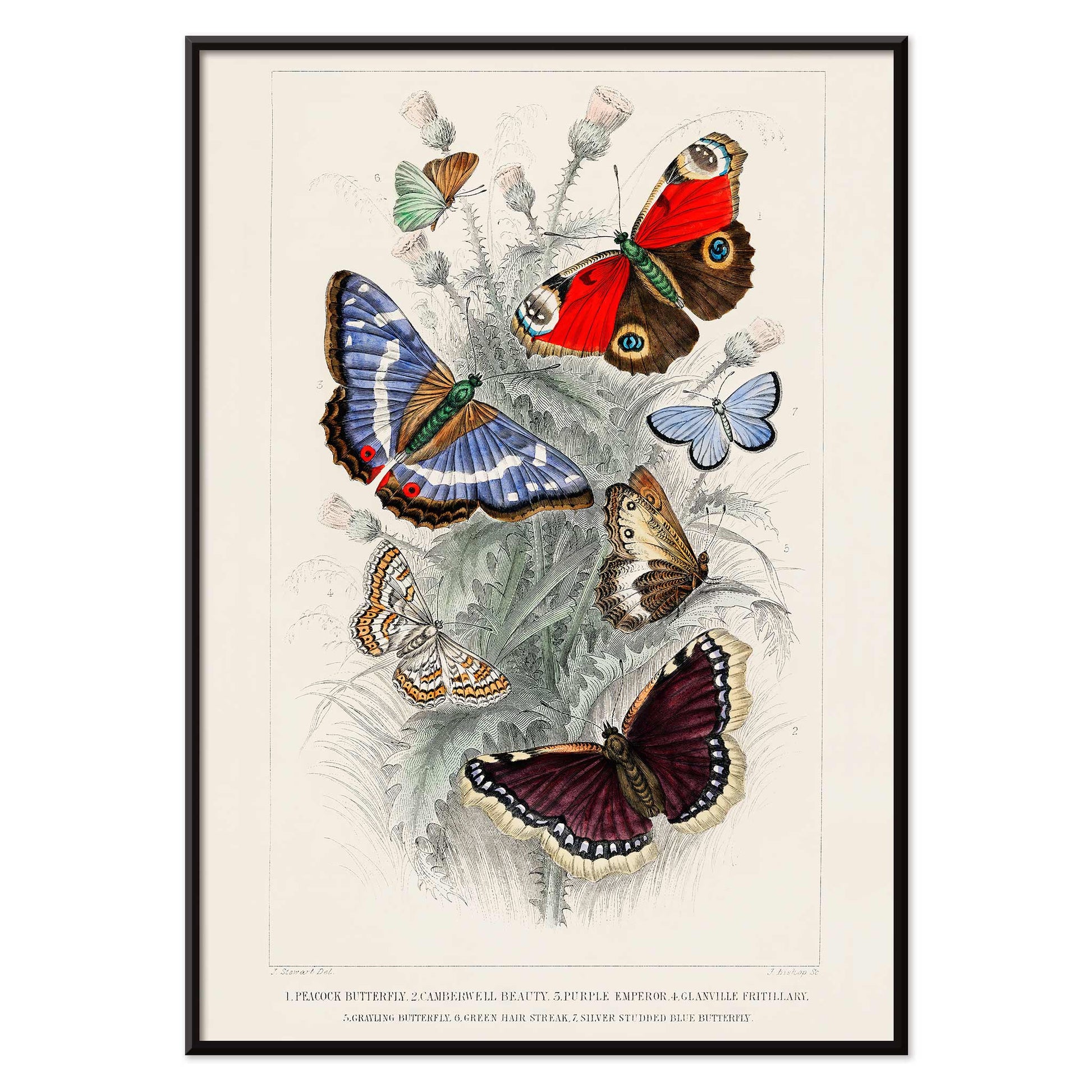 Colorful butterflies including Peacock Butterfly Purple Emperor Glanville Fritillary Green Hair Streak Silver Studded Blue and more from A History of the Earth and Animated Nature by Oliver Goldsmith poster, with black aluminium frame on white background
