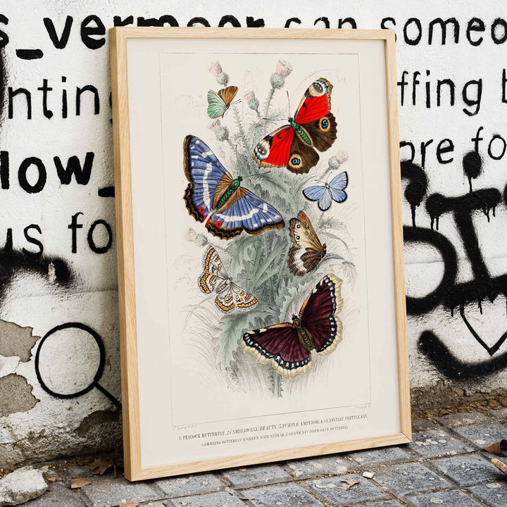 Colorful butterflies including Peacock Butterfly Purple Emperor Glanville Fritillary Green Hair Streak Silver Studded Blue and more from A History of the Earth and Animated Nature by Oliver Goldsmith poster, framed and displayed in modern living room decor
