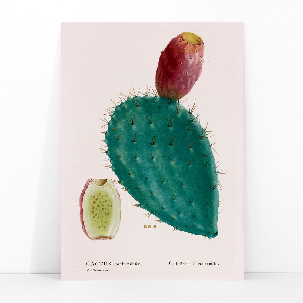 Botanical illustration poster of prickly pear cactus with fruit by PJ Redoute titled Cactus cochenillifer, framed and displayed in modern living room decor