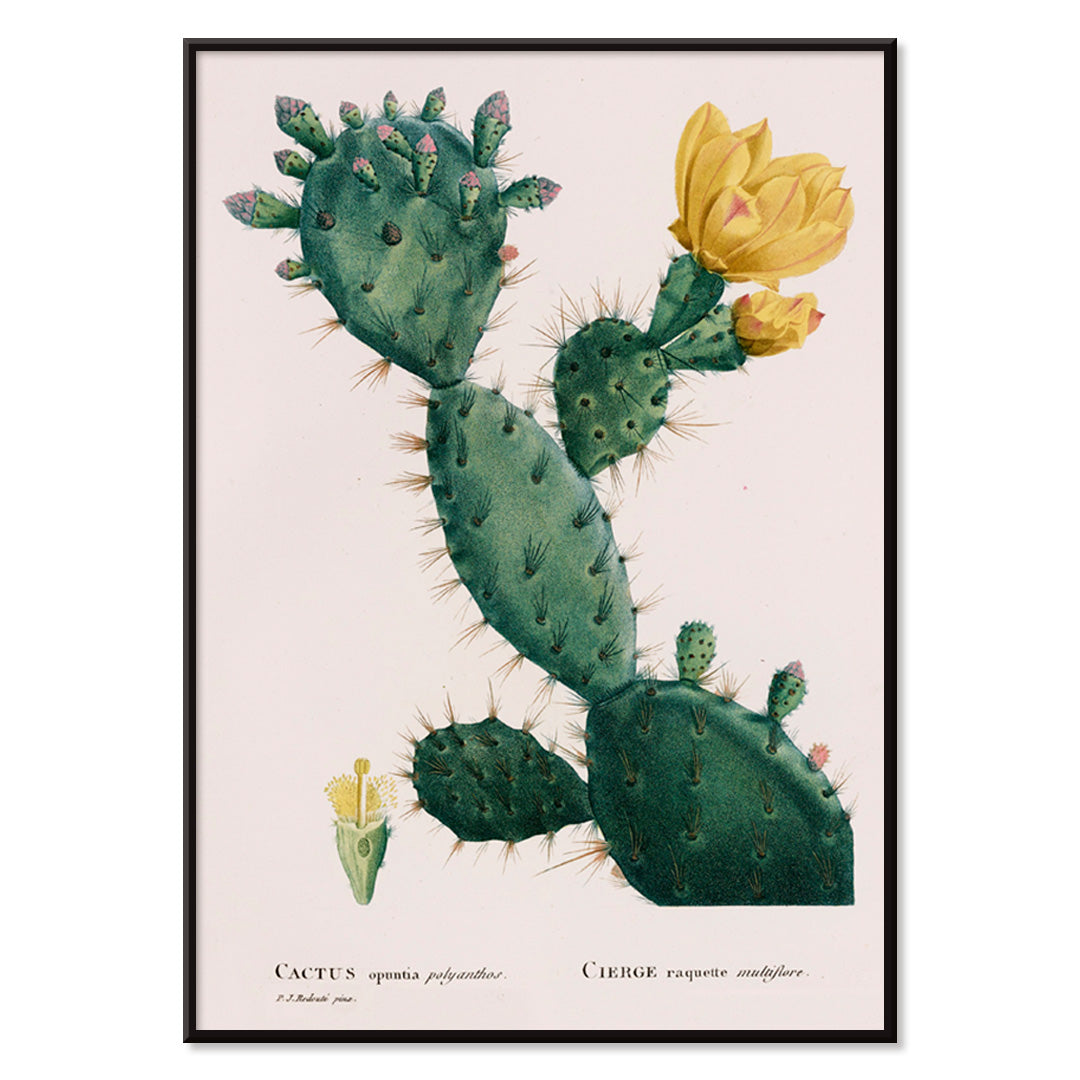 Botanical illustration and poster of green Opuntia cactus with yellow flowers artwork by Pierre-Joseph Redoute, with black aluminium frame on white background