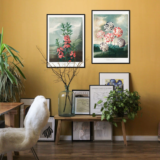 Colorful carnations botanical illustration and poster against dramatic sky by Robert John Thornton, framed and displayed in home decor