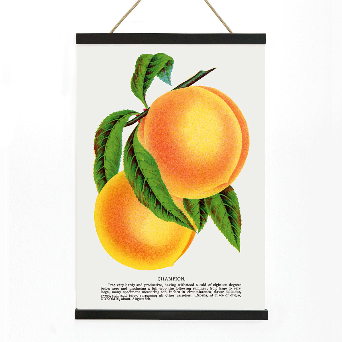 Champion plum and peach lithograph by Owen Jones from Botanical Specimen showing ripe yellow plums and peaches with green leaves, with wooden magnetic frame on white background