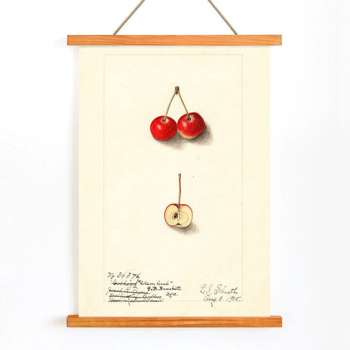 Watercolor illustration by Ellen Isham Schutt of Malus Cherry Crab showing two whole cherries and one halved cherry poster, with wooden magnetic frame on white background