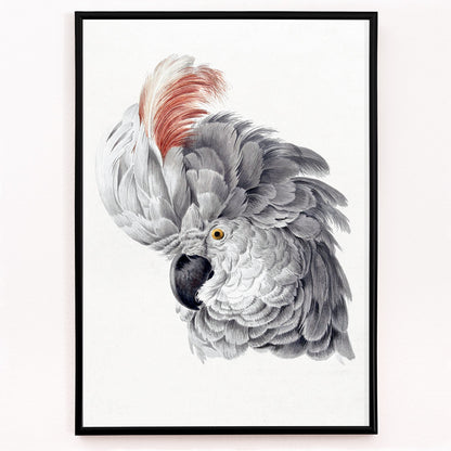 Closeup detail of Poster with detailed illustration of a cockatoo head with vibrant plumage from Cockatoo Head artwork by Aert Schouman