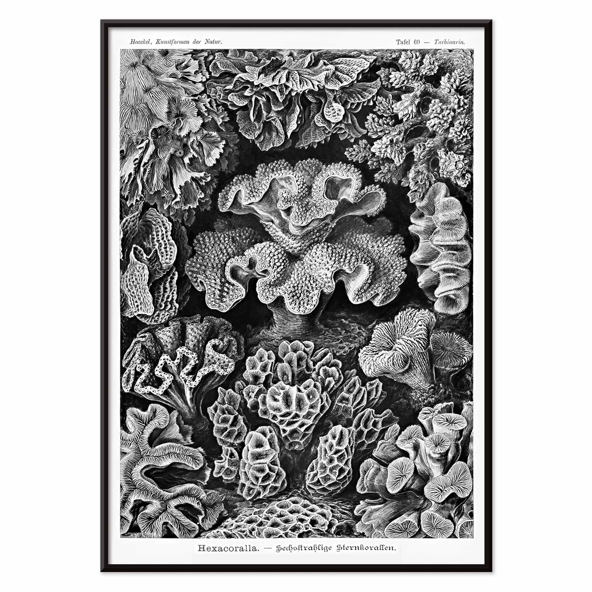 Detailed black and white coral illustration poster from Hexacoralla Sechsstrahlige Sternkorallen by Ernst Haeckel wall art decor, with black aluminium frame on white background