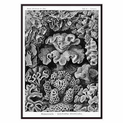 Detailed black and white coral illustration poster from Hexacoralla Sechsstrahlige Sternkorallen by Ernst Haeckel wall art decor, with black aluminium frame on white background