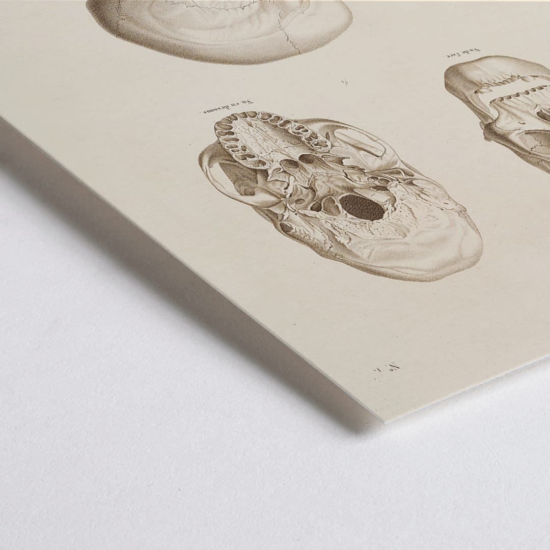 Closeup detail of Skull illustrations by Louis-Isidore Duperrey from Voyage autour du monde Pl 104 poster and artwork