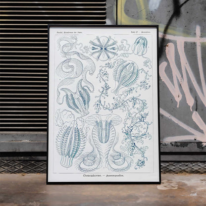 Scientific illustration of comb jellies Ctenophorae Kammquallen by Ernst Haeckel Kunstformen der Natur poster artwork, framed and displayed in home decor