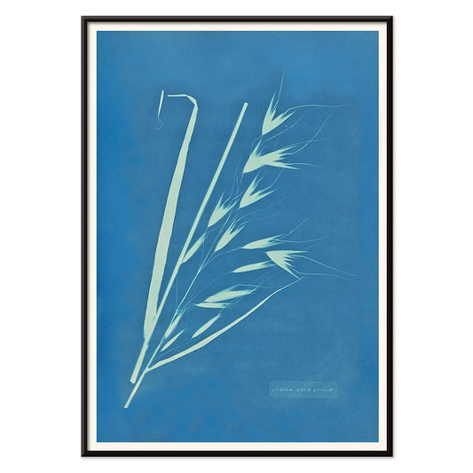 Cyanotype poster of Uvena Novae Villiae plant by Anna Atkins on blue background, with black aluminium frame on white background