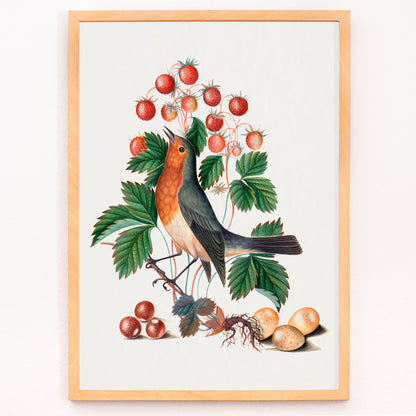 Closeup detail of European robin with wild strawberries and eggs artwork by James Bolton from the Natural History Cabinet of Anna Blackburne poster