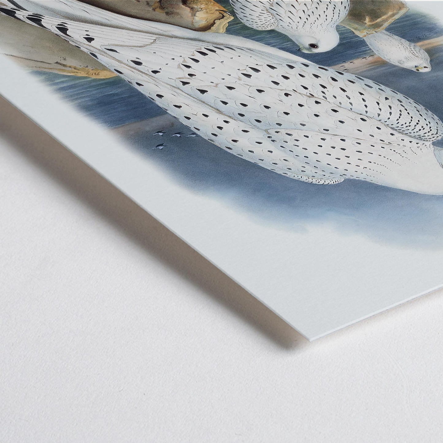 Closeup detail of Greenland Falcon artwork by John Gould showing three white falcons perched on rocky cliffs by the sea with a cloudy sky