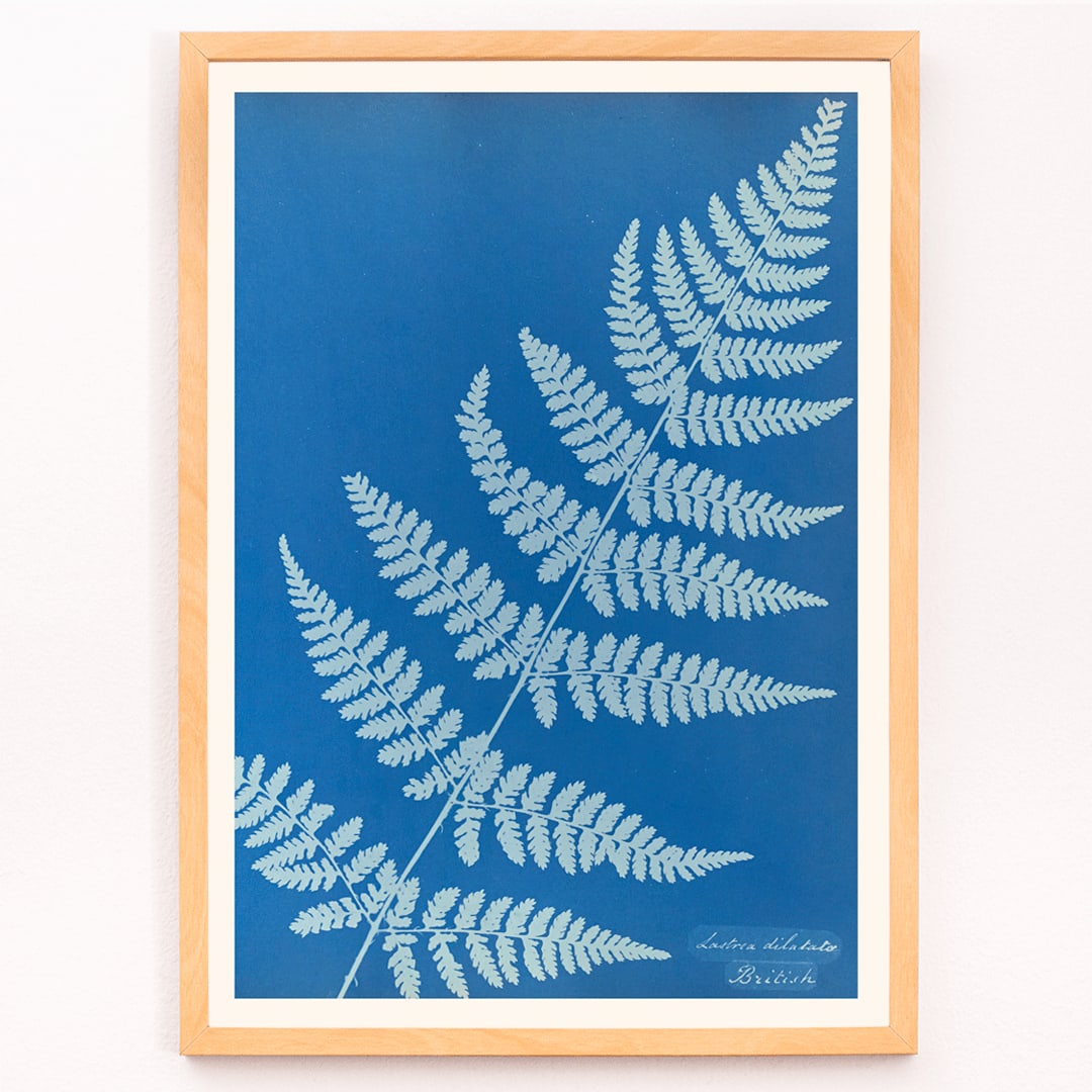 Cyanotype poster of Lastrea dilatato fern artwork by Anna Atkins featuring a blue background, framed and displayed in modern living room decor