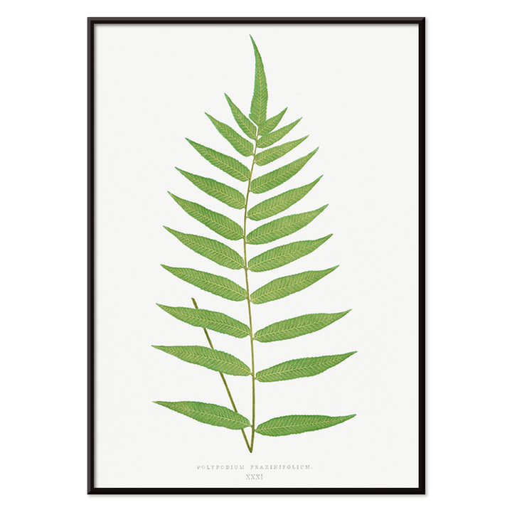 Polypodium Fraxinifolium fern botanical illustration poster by Edward Joseph Lowe from Ferns British and Exotic, with black aluminium frame on white background