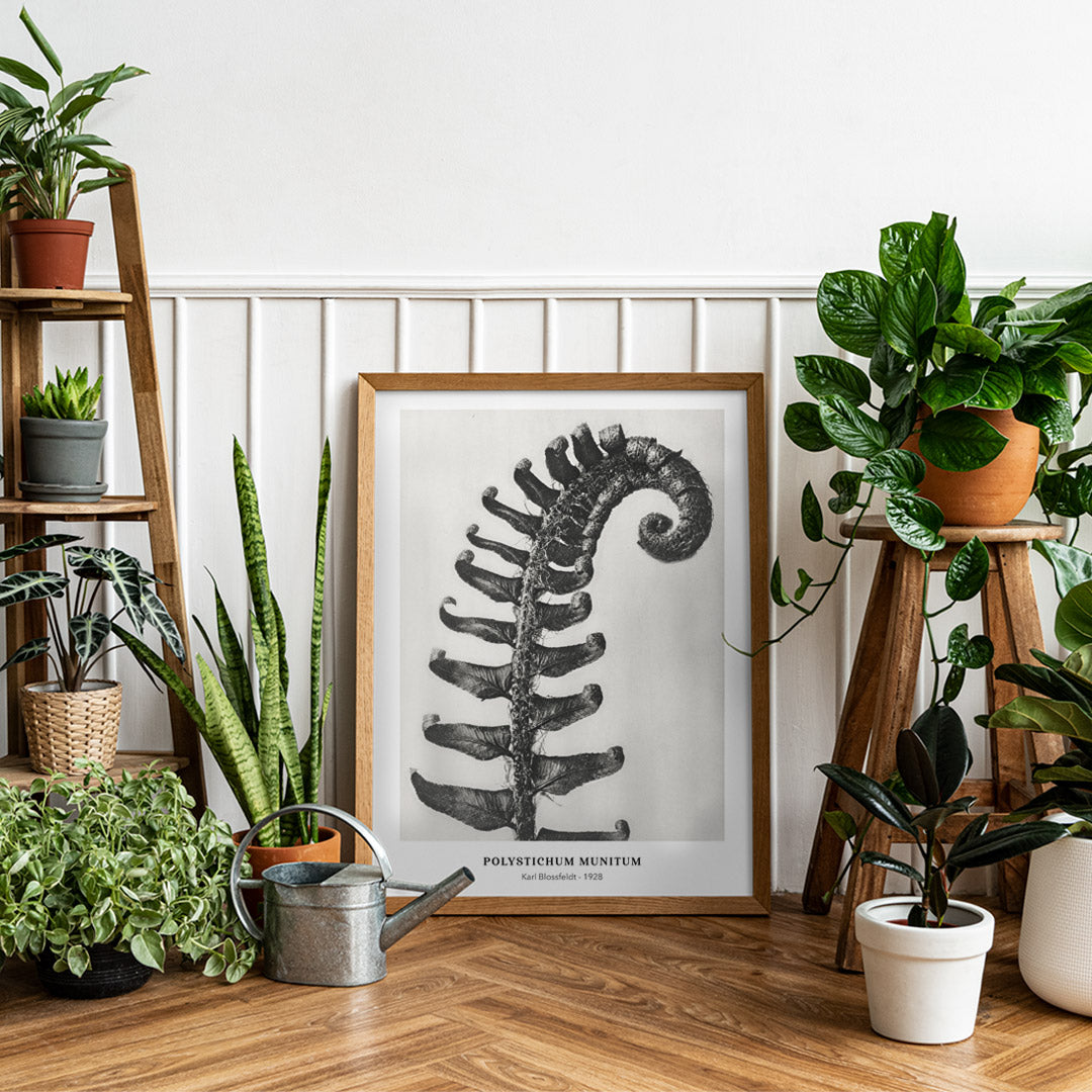 Polystichum Munitum Prickly Shield Fern leaf artwork by Karl Blossfeldt from Urformen der Kunst black and white close up and enlarged poster, framed and displayed in home decor