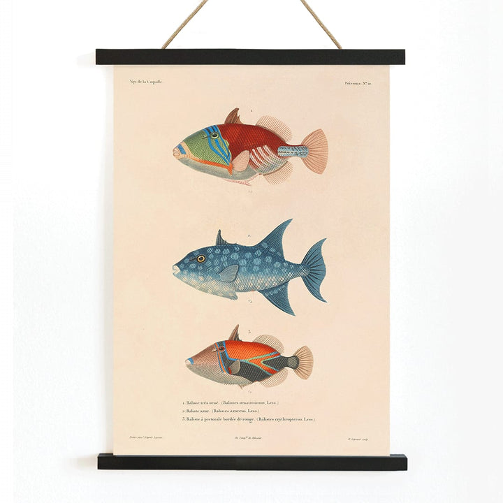 Three vibrant fish illustration by Louis Isidore Duperrey from Voyage autour du monde Pl 017 poster, with wooden magnetic frame on white background