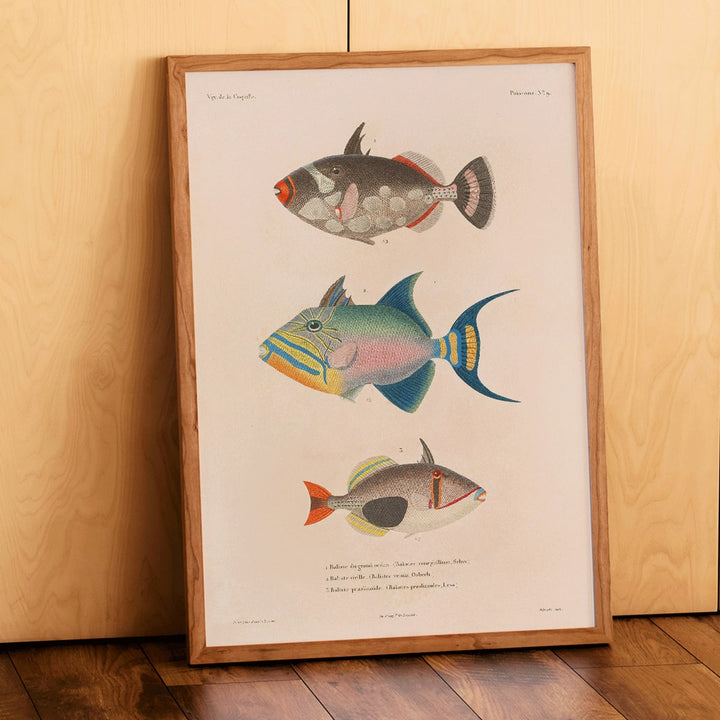 Colorful fish illustrations poster by Louis-Isidore Duperrey from Voyage autour du monde Pl 016, framed and displayed in home decor