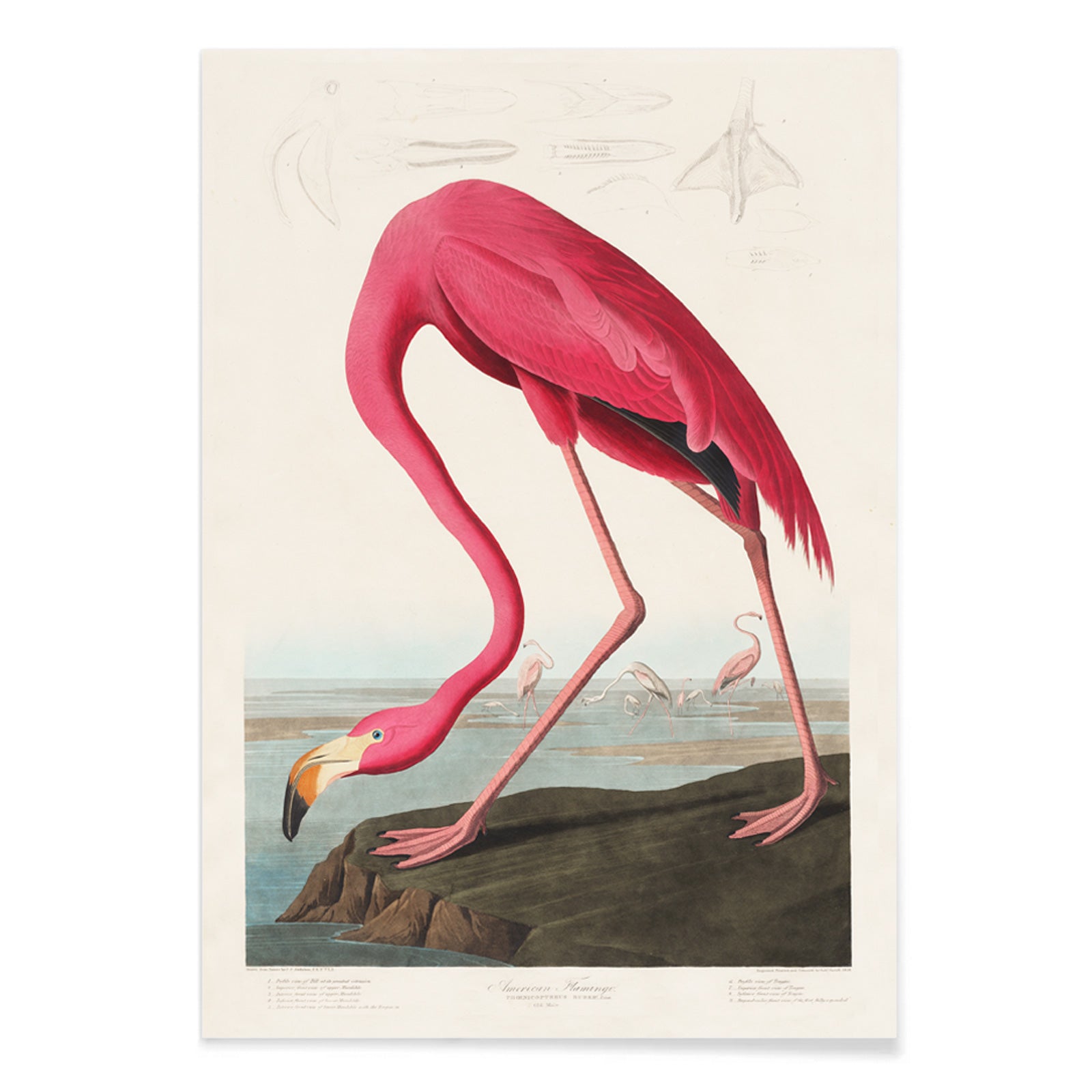 Pink flamingo standing and feeding in natural landscape from Birds of America by John James Audubon etched by Robert Havell poster, with black aluminium frame on white background
