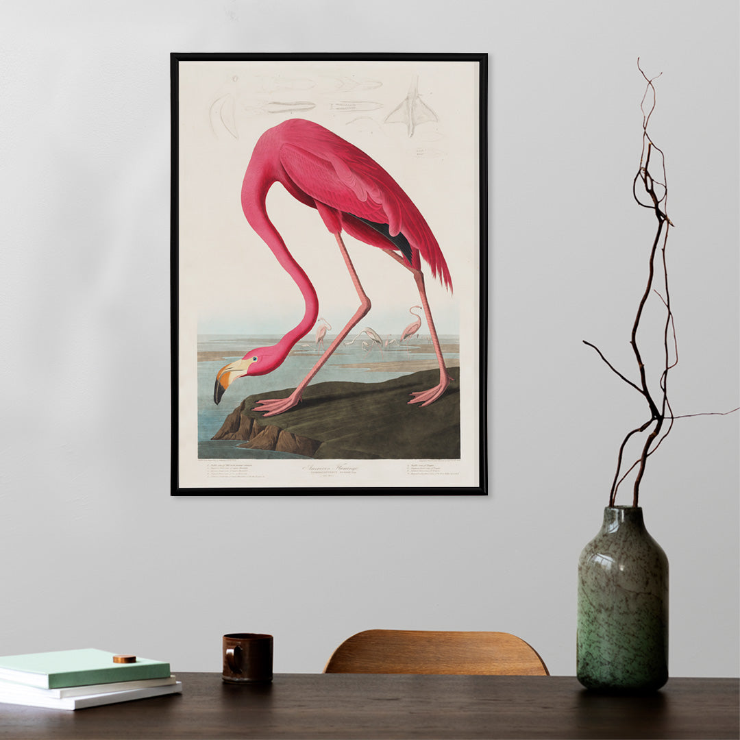 Pink flamingo standing and feeding in natural landscape from Birds of America by John James Audubon etched by Robert Havell poster, framed and displayed in home decor