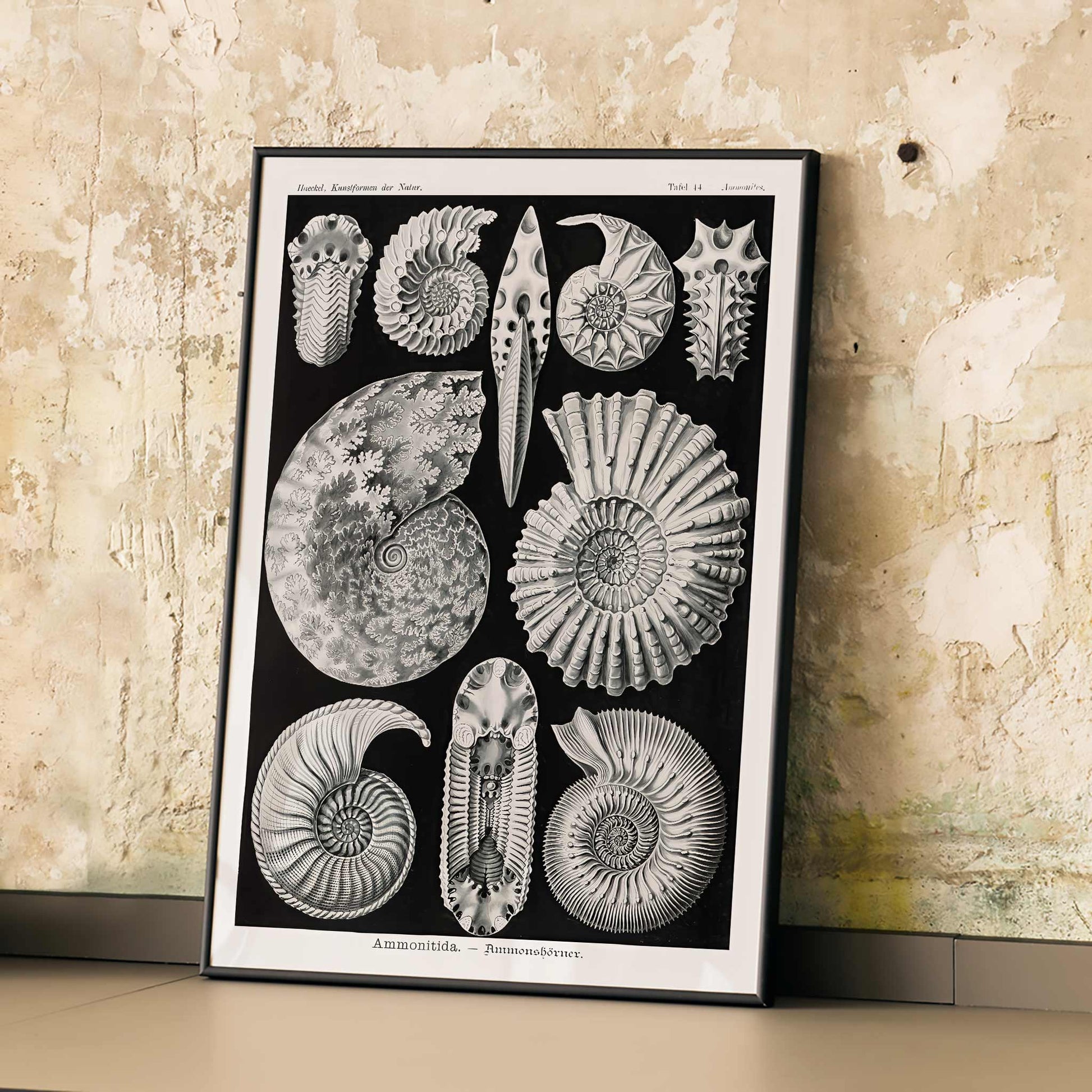 Detailed ammonite fossil illustrations by Ernst Haeckel from Kunstformen der Natur and Ammonitida Ammonshoerner poster for wall decor, framed and displayed in modern living room decor