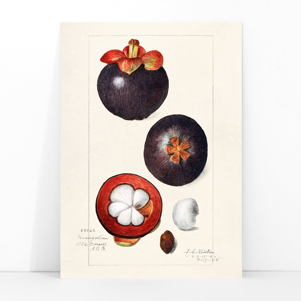 Botanical illustration poster of mangosteen fruit by Amanda Almira Newton titled Mangosteens Garcinia Mangostana botanical artwork, framed and displayed in modern living room decor