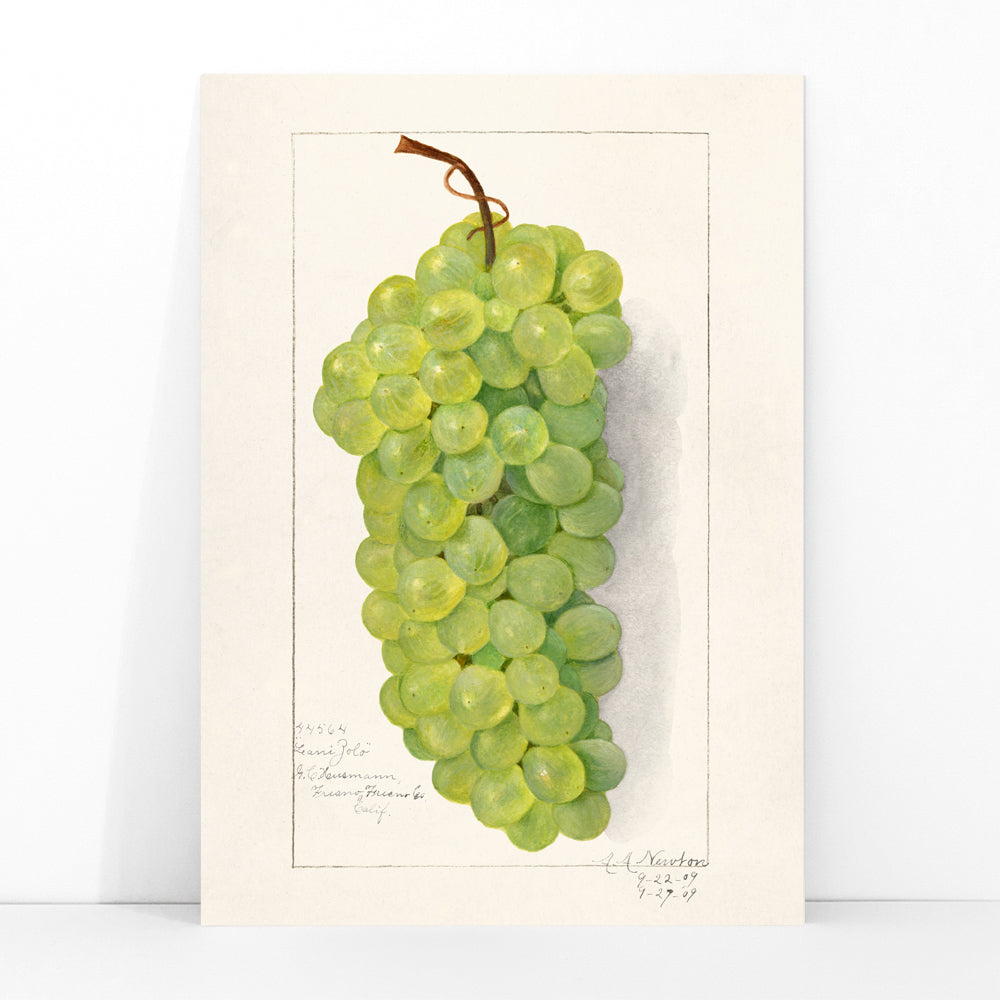 Vintage green grape cluster illustration by Amanda Almira Newton detailed botanical art poster on light background, framed and displayed in modern living room decor