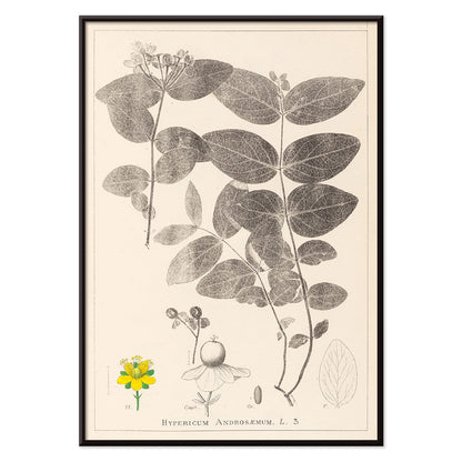Botanical illustration poster of Hypericum Androsaemum by Louis Antoine Cusin from Herbier de la Flore Francaise Plate 117, with black aluminium frame on white background