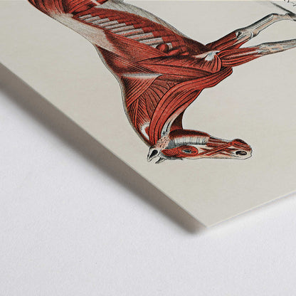 Closeup detail of Superficial Layer of Muscles medical illustration of equine muscular system by unknown artist detailed horse anatomy poster