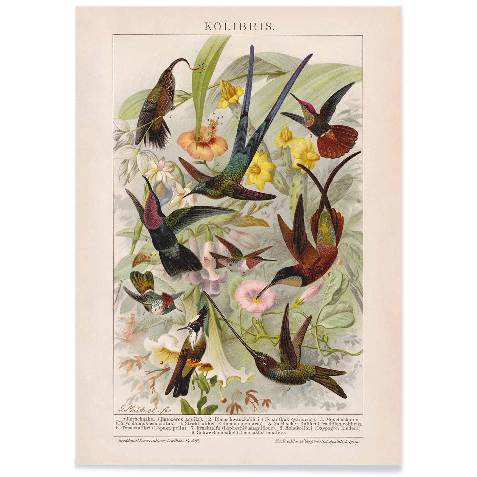 Colorful hummingbirds and tropical flowers poster illustration from Kolibris by Friedrich Arnold Brockhaus, with black aluminium frame on white background