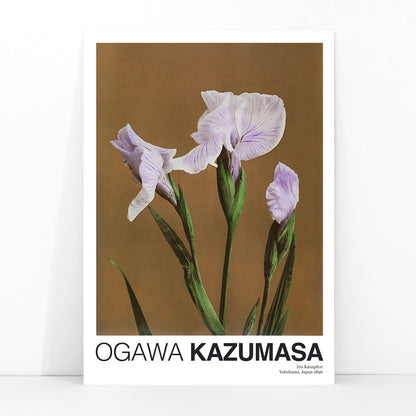 Hand colored illustration and poster of purple Iris Kaempferi flowers by Kazumasa Ogawa from Some Japanese Flowers, framed and displayed in modern living room decor