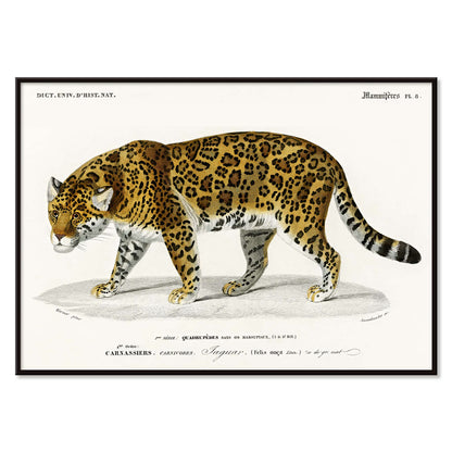 Jaguar Panthera Onca vintage illustration with detailed spots by Charles Dessalines D Orbigny natural history artwork, with black aluminium frame on white background