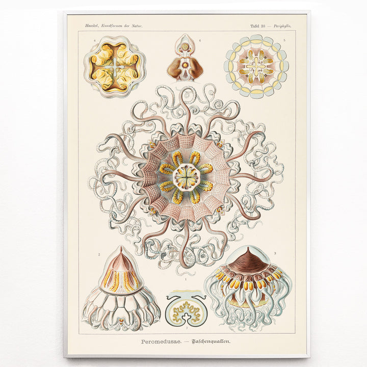 Closeup detail of Scientific illustration poster of Peromedusae jellyfish marine life by Ernst Haeckel with intricate artistic and scientific detail