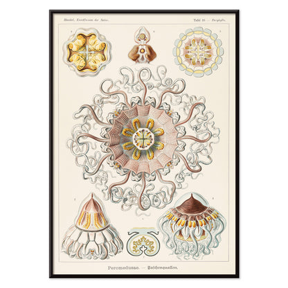 Scientific illustration poster of Peromedusae jellyfish marine life by Ernst Haeckel with intricate artistic and scientific detail, with black aluminium frame on white background