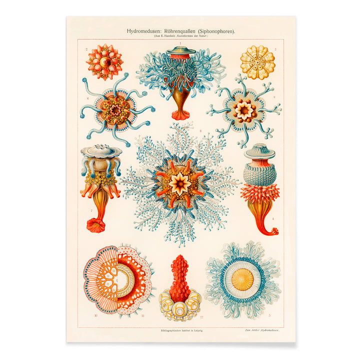 Colorful vintage jellyfish illustration by E Haeckels with intricate marine details scientific drawing and poster artwork, with black aluminium frame on white background