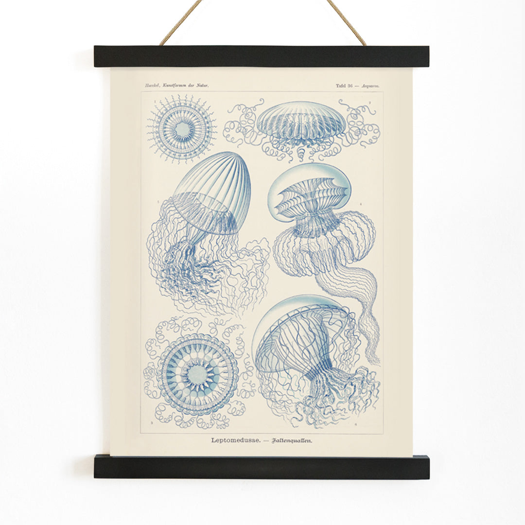 Detailed blue scientific illustration of Leptomedusae jellyfish by Ernst Haeckel poster wall decor, with wooden magnetic frame on white background