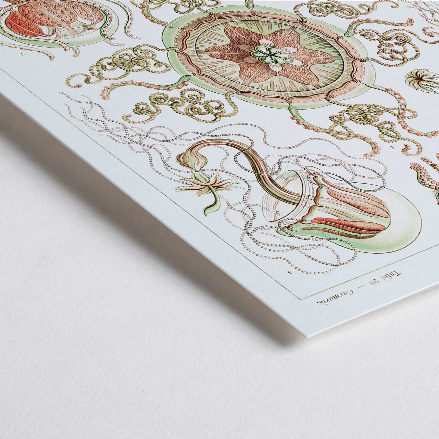 Closeup detail of Colorful artistic illustration of jellyfish and marine life from Trachomedusae Kolbenquallen by Ernst Haeckel Kunstformen der Natur