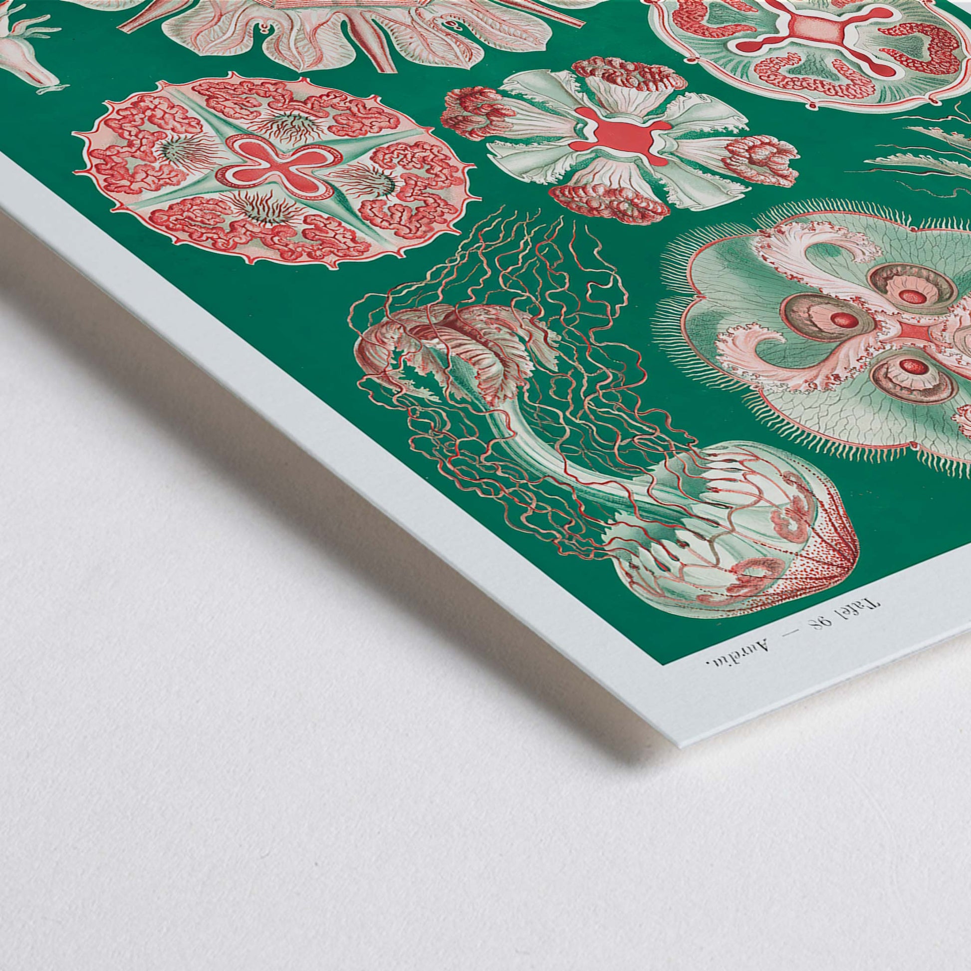 Closeup detail of Colorful jellyfish and marine life illustration and poster featuring Discomedusae Schweibenquallen by Ernst Haeckel Kunstformen der Natur