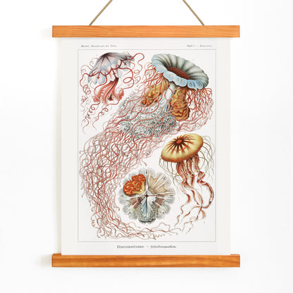 Colorful poster illustration of Discomedusae jellyfish marine life by Ernst Haeckel with intricate details and flowing tentacles, with wooden magnetic frame on white background