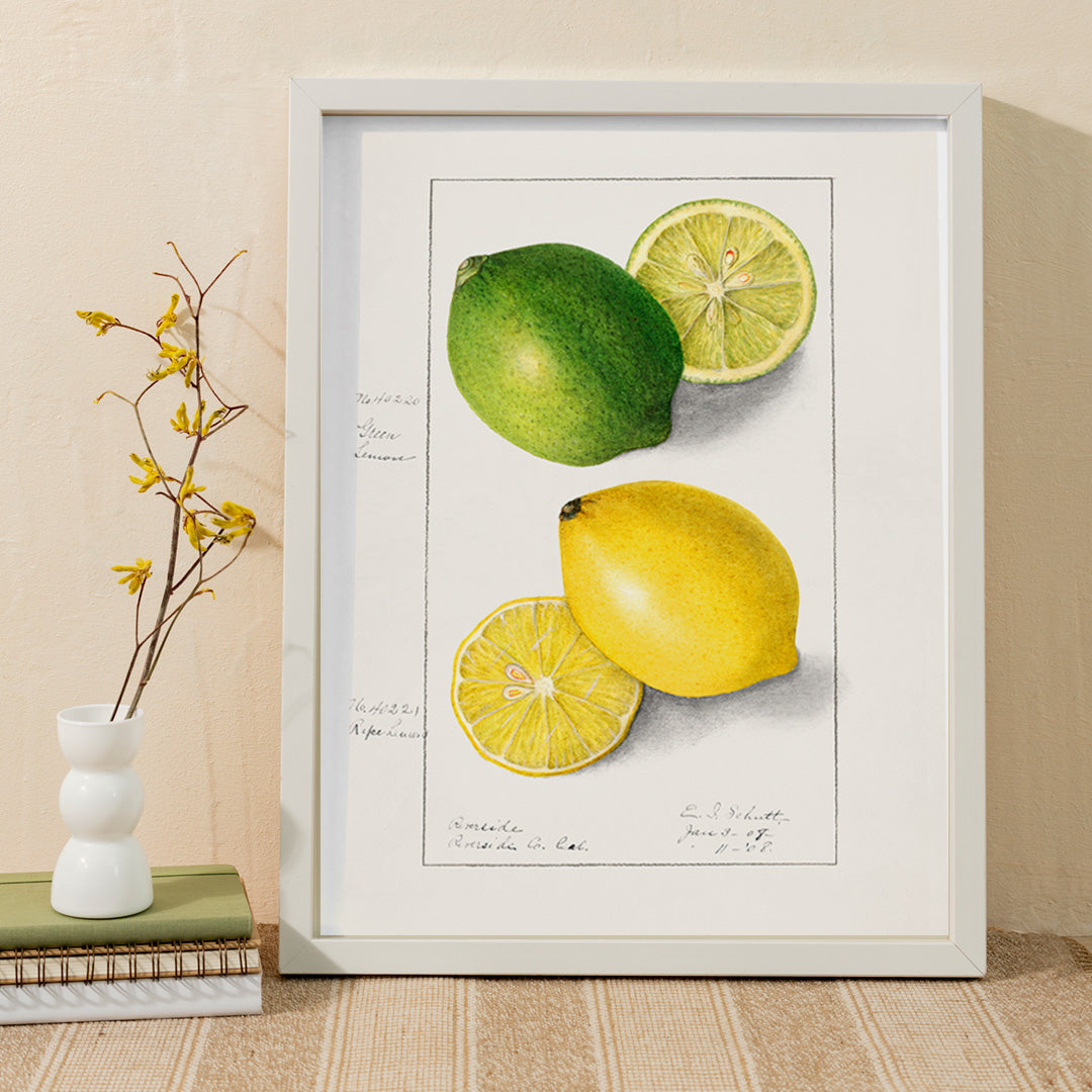 Botanical illustration and poster of green and yellow lemons with slices by Ellen Isham Schutt titled Lemons Citrus Limon, framed and displayed in home decor