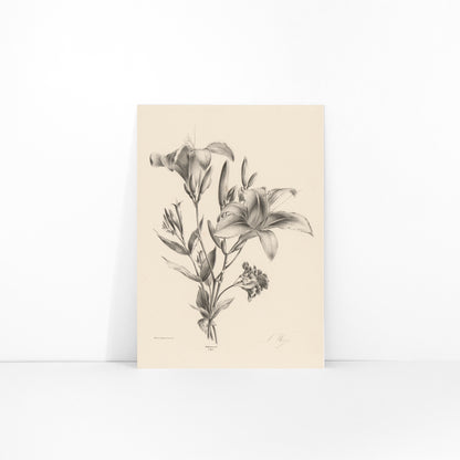 Detailed black and white botanical illustration of two lilies by Anton Weiss titled Two black and white lilies poster, framed and displayed in modern living room decor