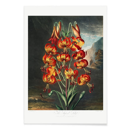 Vibrant illustration and poster of red orange and yellow lilies The Superb Lily by Robert John Thornton botanical artwork in a natural landscape, with black aluminium frame on white background