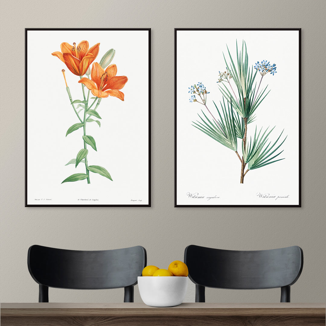 Orange bulbous lily botanical illustration poster from La botanique de J J Rousseau by Pierre Joseph Redoute, framed and displayed in home decor