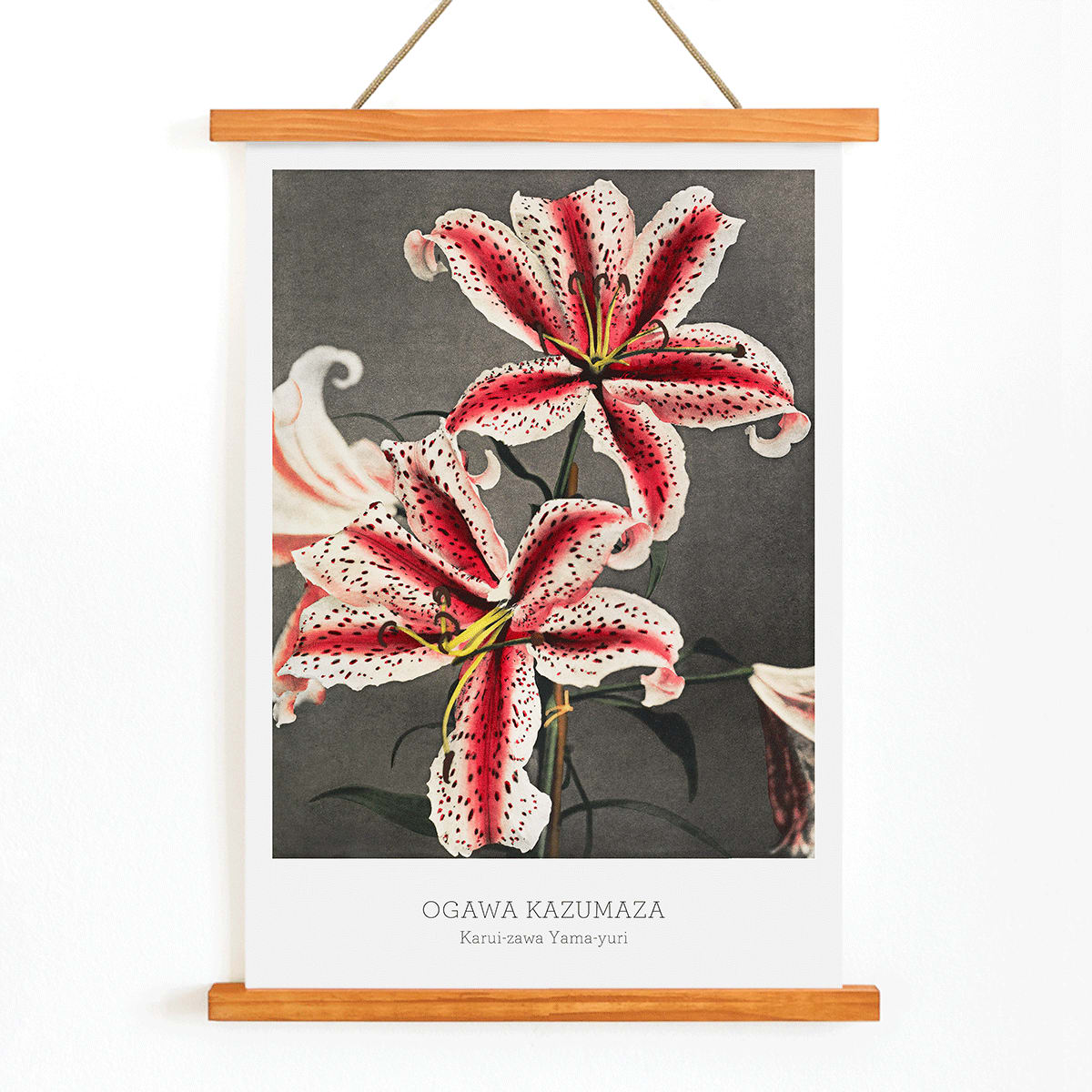Hand colored collotype of lily flowers by Kazumasa Ogawa from Some Japanese Flowers poster, with wooden magnetic frame on white background