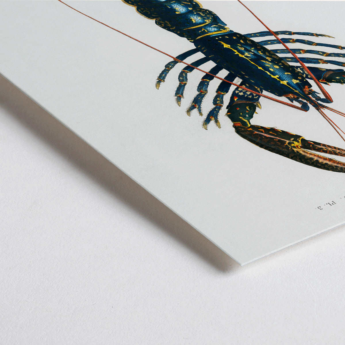 Closeup detail of Crimson Crawfish Palemon Ornatum scientific marine life illustration by Charles Dessalines D Orbigny poster artwork