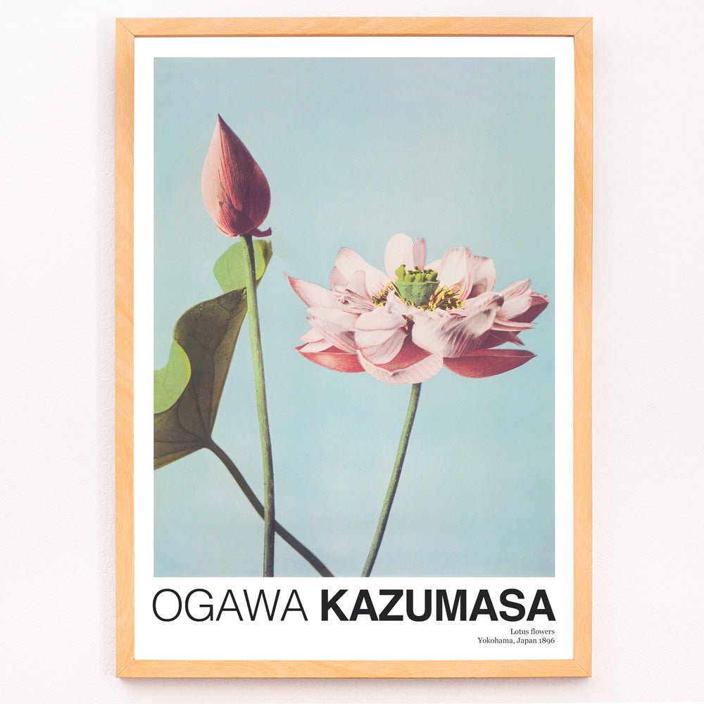 Closeup detail of Ogawa Kazumasa Lotus Flowers photomechanical print and poster featuring delicate pink blooms on a light blue background